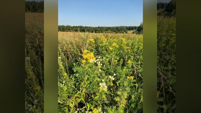 Июль, цветы и прекрасная мелодия инструмента клавесин.mp4 смотреть онлайн