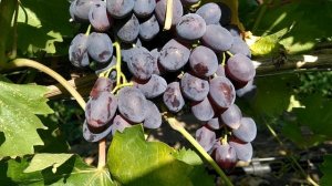 кишмиш Брависсимо