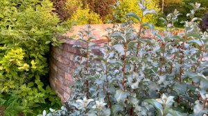 Потайные уголки. Вечерняя прогулка по саду.