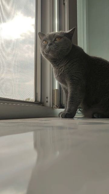 Чарли Василич