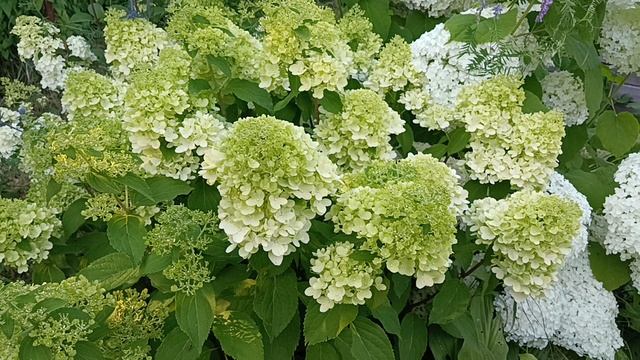 Гортензии в этом году шикарные смотреть онлайн