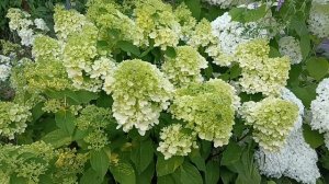 Гортензии в этом году шикарные