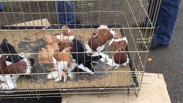 Ярмарка голубей Омск 22.09.2018 смотреть онлайн