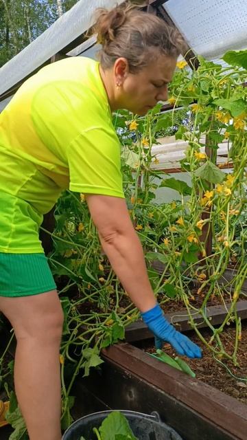 Один из вариантов формирования огуречных плетей