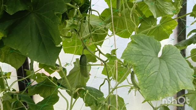 Уборка чеснока, урожай в теплице. Клумба радует. Конец июля. смотреть онлайн