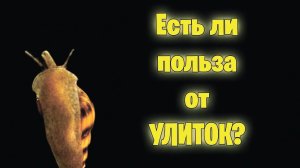 Полезны ли УЛИТКИ в аквариуме？ - аквариумистика