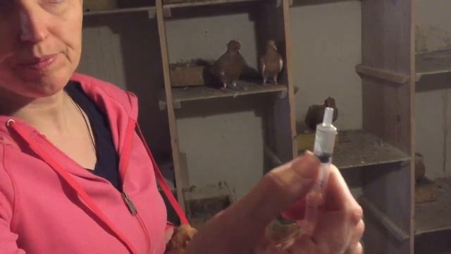 Голубка не может снести яичко,как ей помочь ...? смотреть онлайн