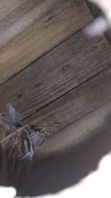 Птенцы в лачуге смотреть онлайн