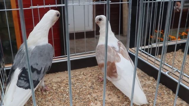 В гостях у голубевода Попова Владимира Федоровича .Подмосковье мкр. Климовск 16.09.2023 смотреть онлайн