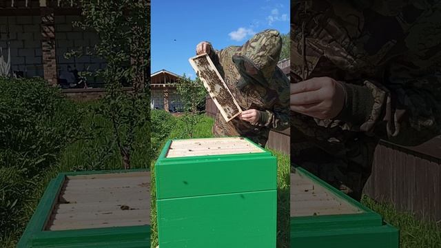 Активная фаза сбора меда смотреть онлайн