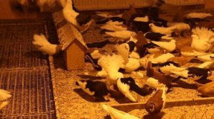 Большой питомник "Голуби России".В гостях у Харлашина Виктора Ивановича.