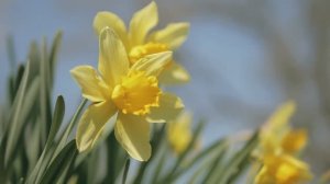 Свет радости