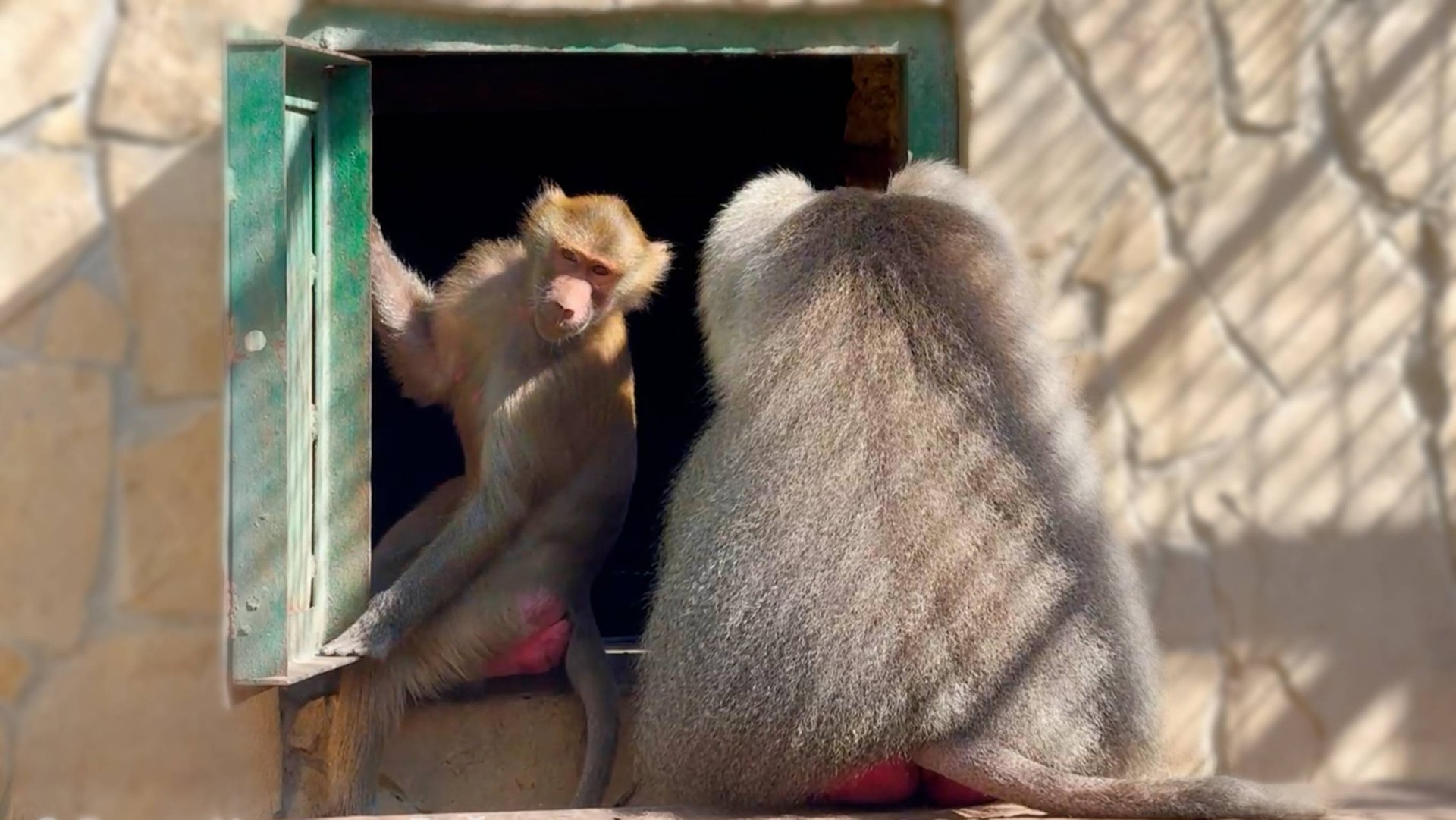 Люся ПОЦЕЛОВАЛА Елисея и повела в дом! У нее свои методы заигрывания с вожаком! Удивительная семья! смотреть онлайн