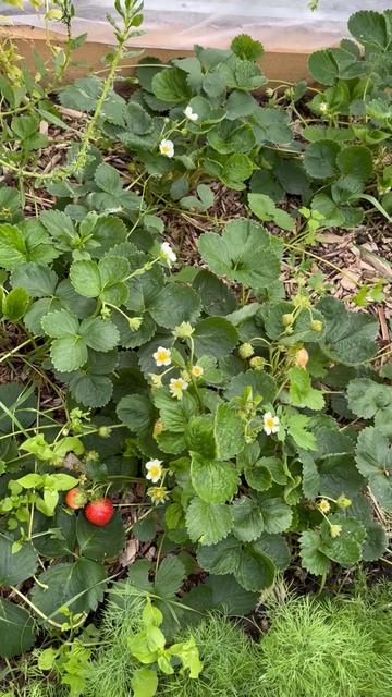 Обзор ремонтантного сорта клубники Маригет в Сибири #клубника #обзор #дача смотреть онлайн