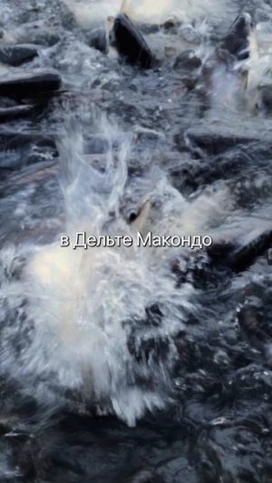 Выглядит вкусно, а по факту - яд. Три рыбы, которых лучше избегать.