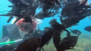 Дайвинг Геленджик 2025 июль