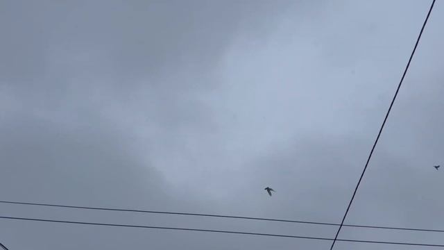 В гостях у голубевода.Евгений Богданов Петропавловск Казахстан. смотреть онлайн