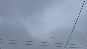 В гостях у голубевода.Евгений Богданов Петропавловск Казахстан.