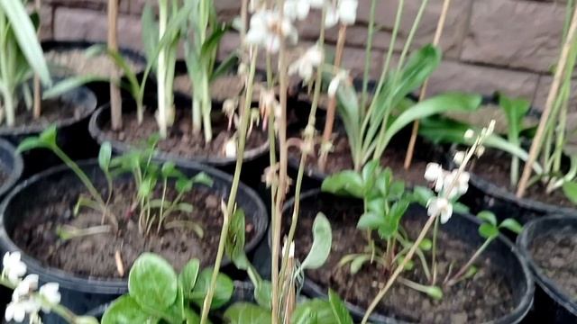 Сеянцы прострела летней посадки 2025 смотреть онлайн