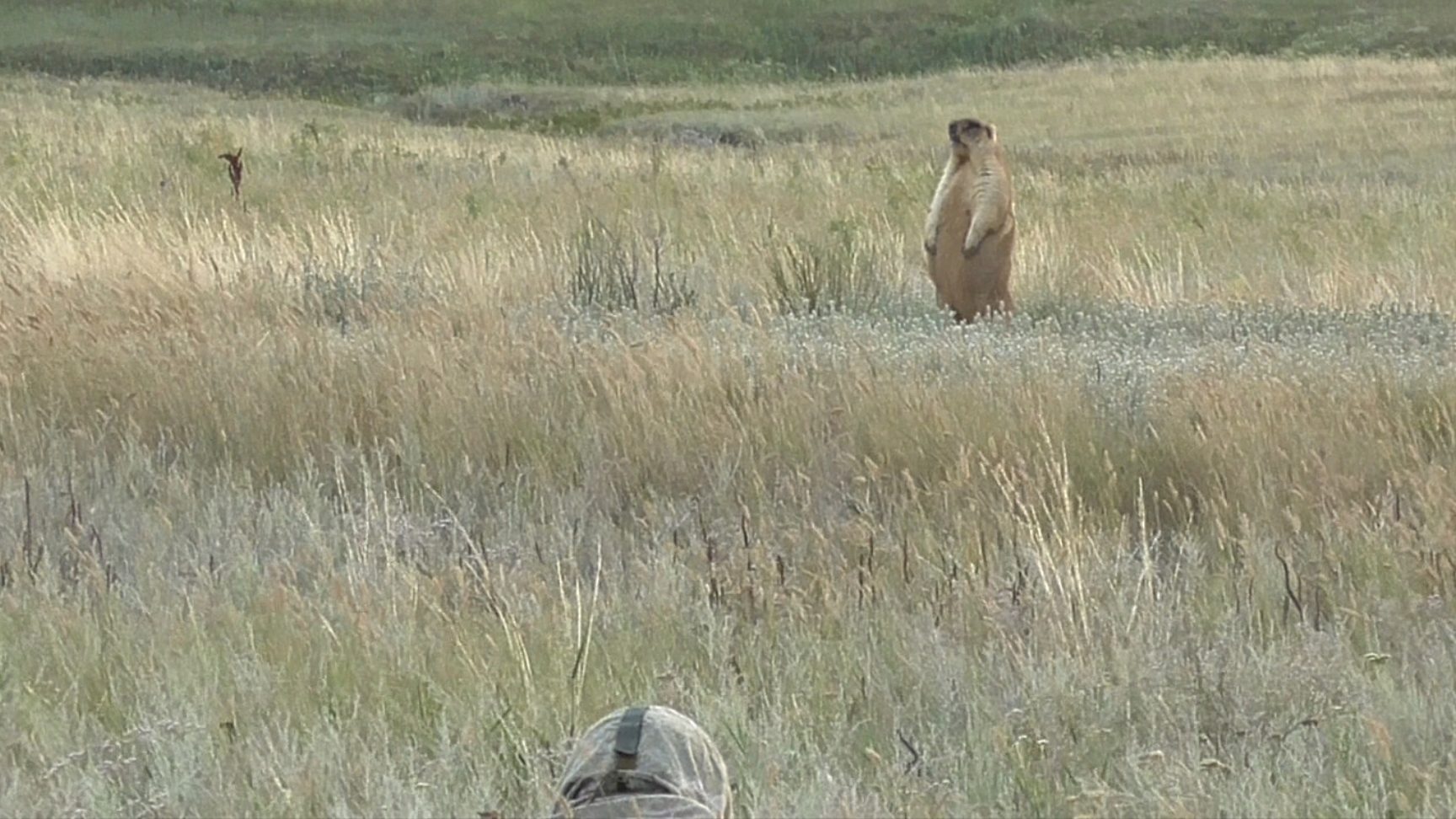 Охота на Сурка.Байбак. Ударная волна от норы смотреть онлайн