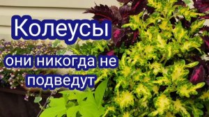 Колеусы. Они должны быть на каждой клумбе! При любой погоде они не подведут.