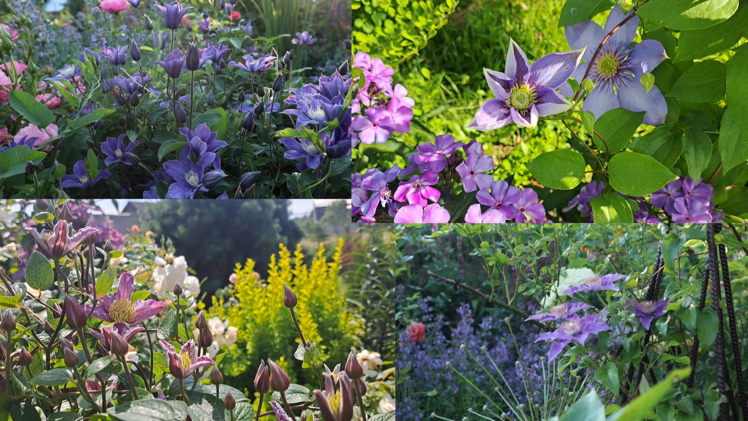 Клематисы, розы, многолетники. Обзор сада.20 июля.