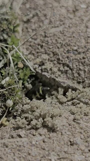 Мухостройка смотреть онлайн