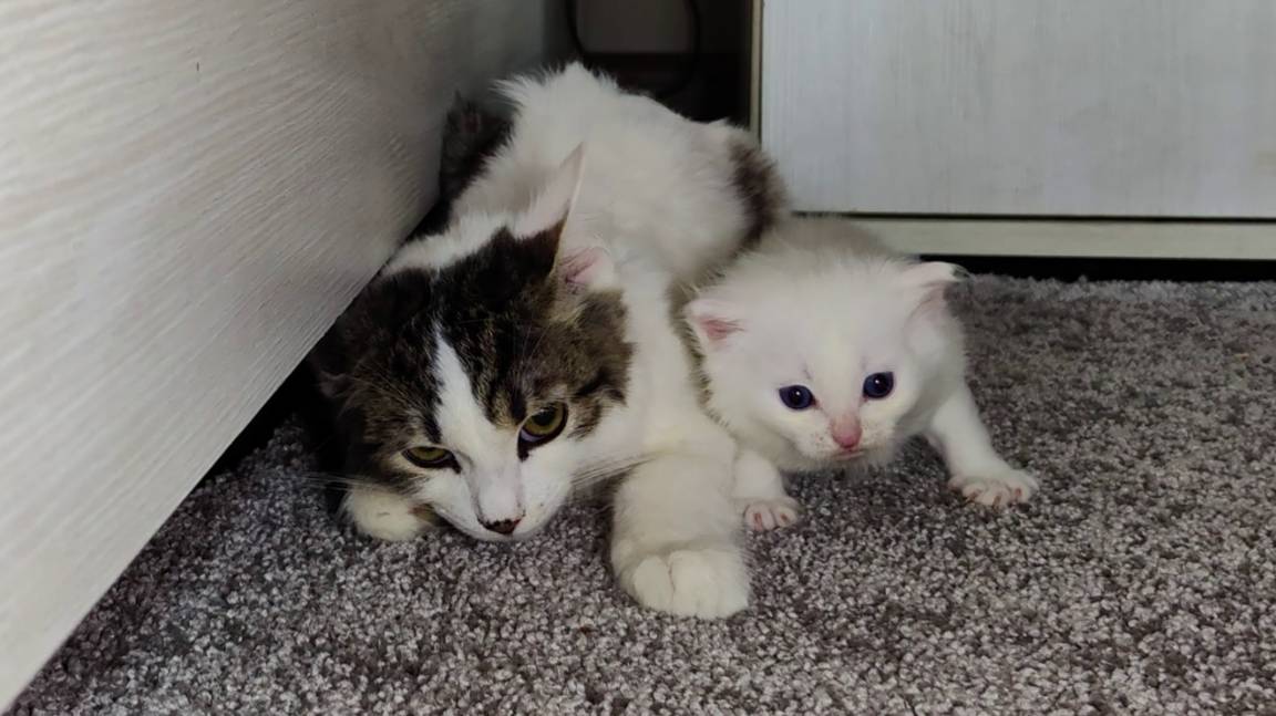 Мама-кошка и два брата (котята). смотреть онлайн