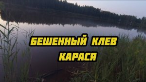 БЕШЕННЫЙ клев карася!