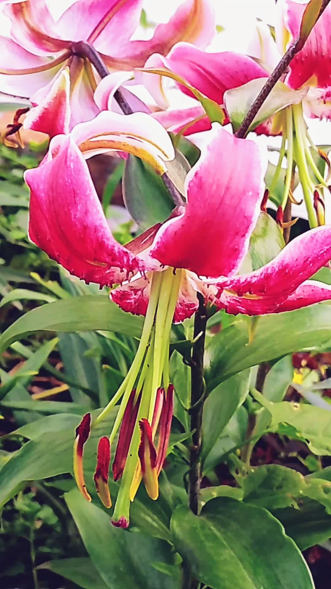 Как Вам эта красота? Лилии. смотреть онлайн