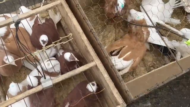 Ярмарка голубей в Челябинске 10 марта 2019 год смотреть онлайн