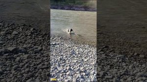 Русский спаниель 2