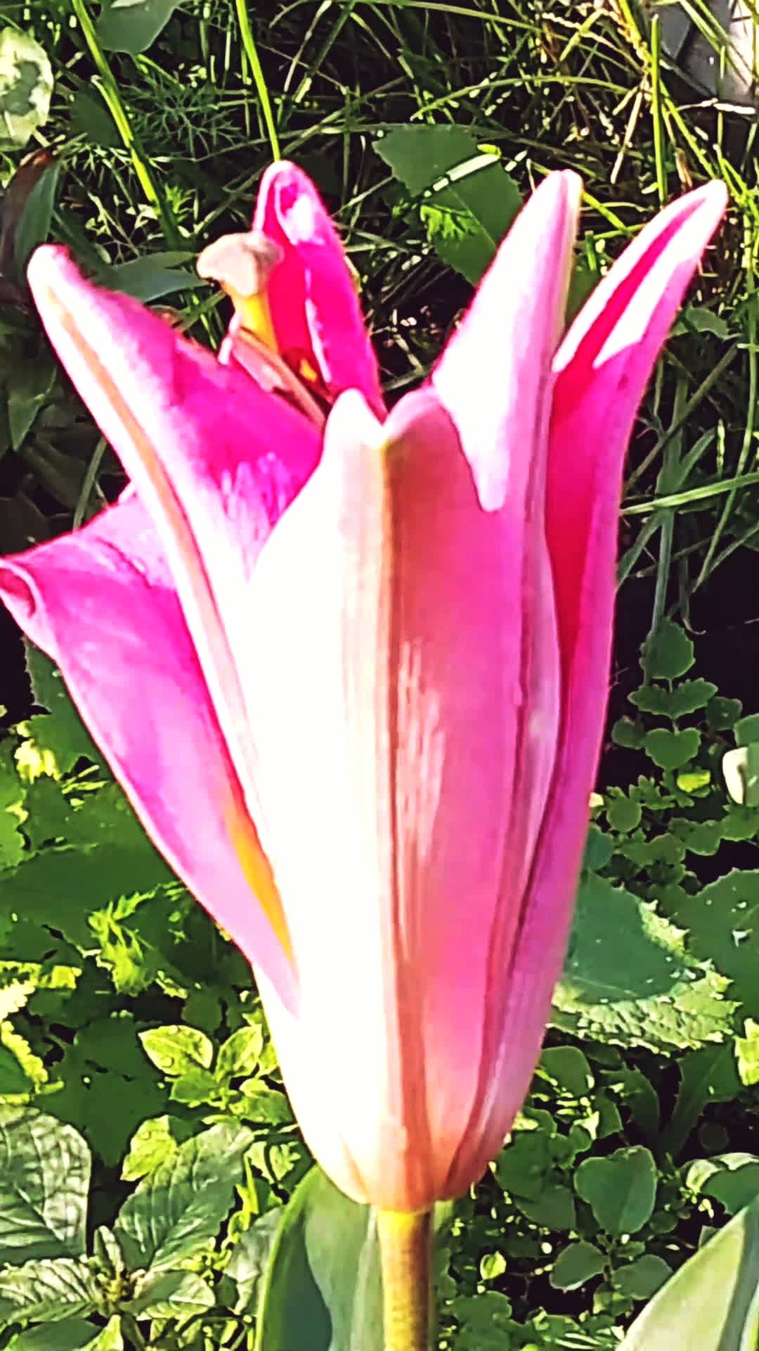 Такие чудесные, эти лилии! Красота! смотреть онлайн