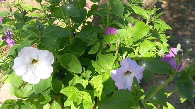 Моё лето. 🌞 смотреть онлайн