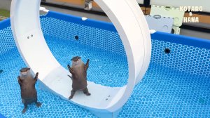 Вот что происходит, когда вы помещаете колесо в бассейн выдры