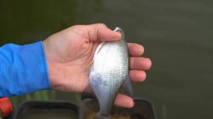 Летняя рыбалка на фидер на озере. Ловим всё что клюнет.