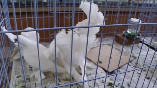 Выставка голубей в Москве 18.01.2020 смотреть онлайн