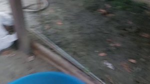 Сколько ест алабай