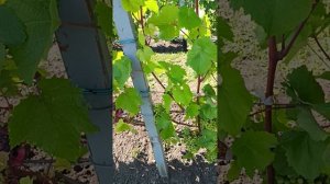 ТЕХНИЧЕСКИЕ СОРТА ВИНОГРАДА НА 29 ИЮЛЯ