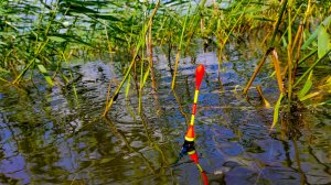 ПРОСТАЯ ДЕРЕВЕНСКАЯ РЫБАЛКА на ПОПЛАВОК КАК В ДЕТСТВЕ.