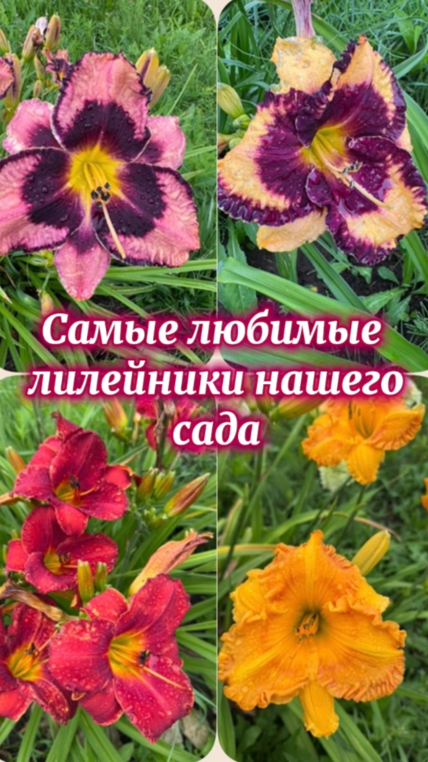 Самые любимые лилейники