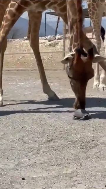 Ускорил смотреть онлайн