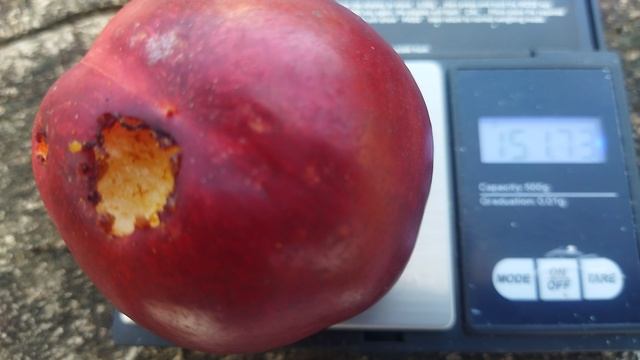 Нектарин Ванг 8. 29.07.2025г.