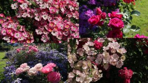 Прогулка по саду. Все цветет. Северо-Западный регион.