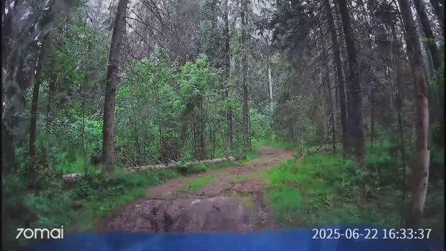 Лесная полёвка