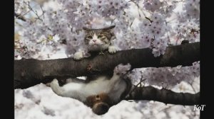 Запахло весной! Кошачий вариант клипа. 1 марта День Кошек. Поздравляю всех котоманов!