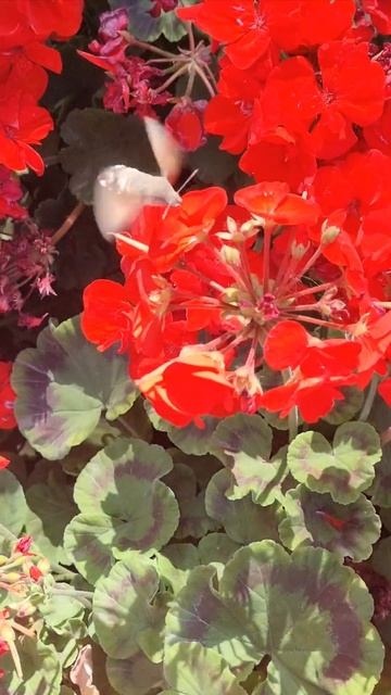 Бабочки или Колибри? смотреть онлайн