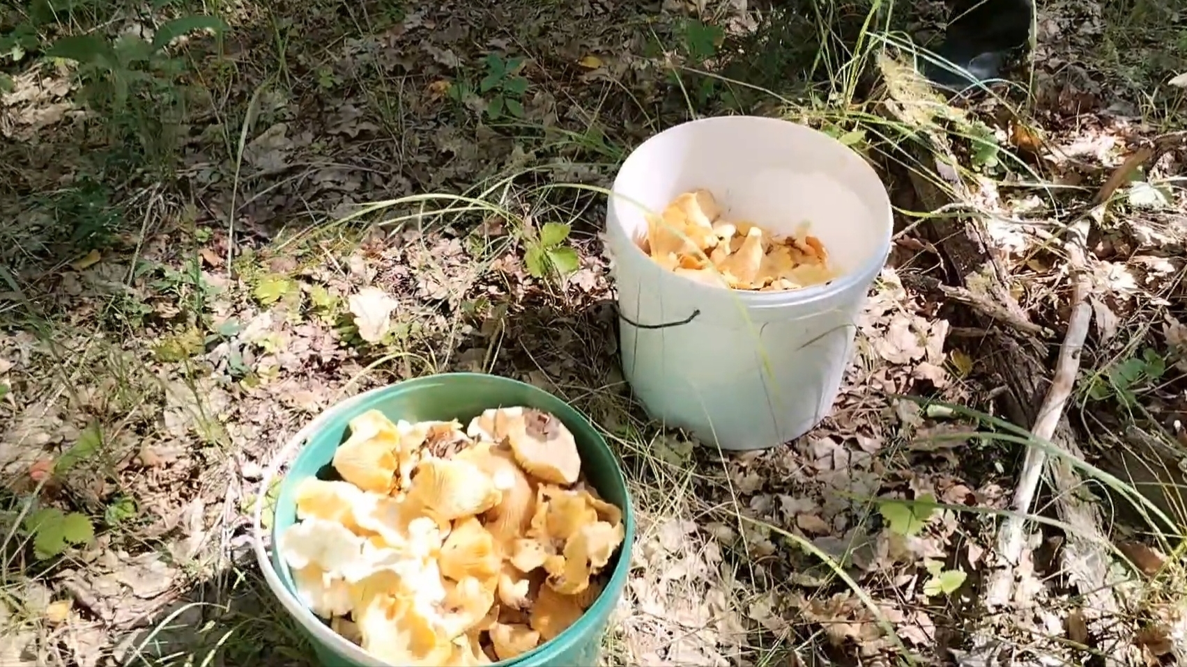 Лисички есть, уже хорошо. 26-07-2025 смотреть онлайн