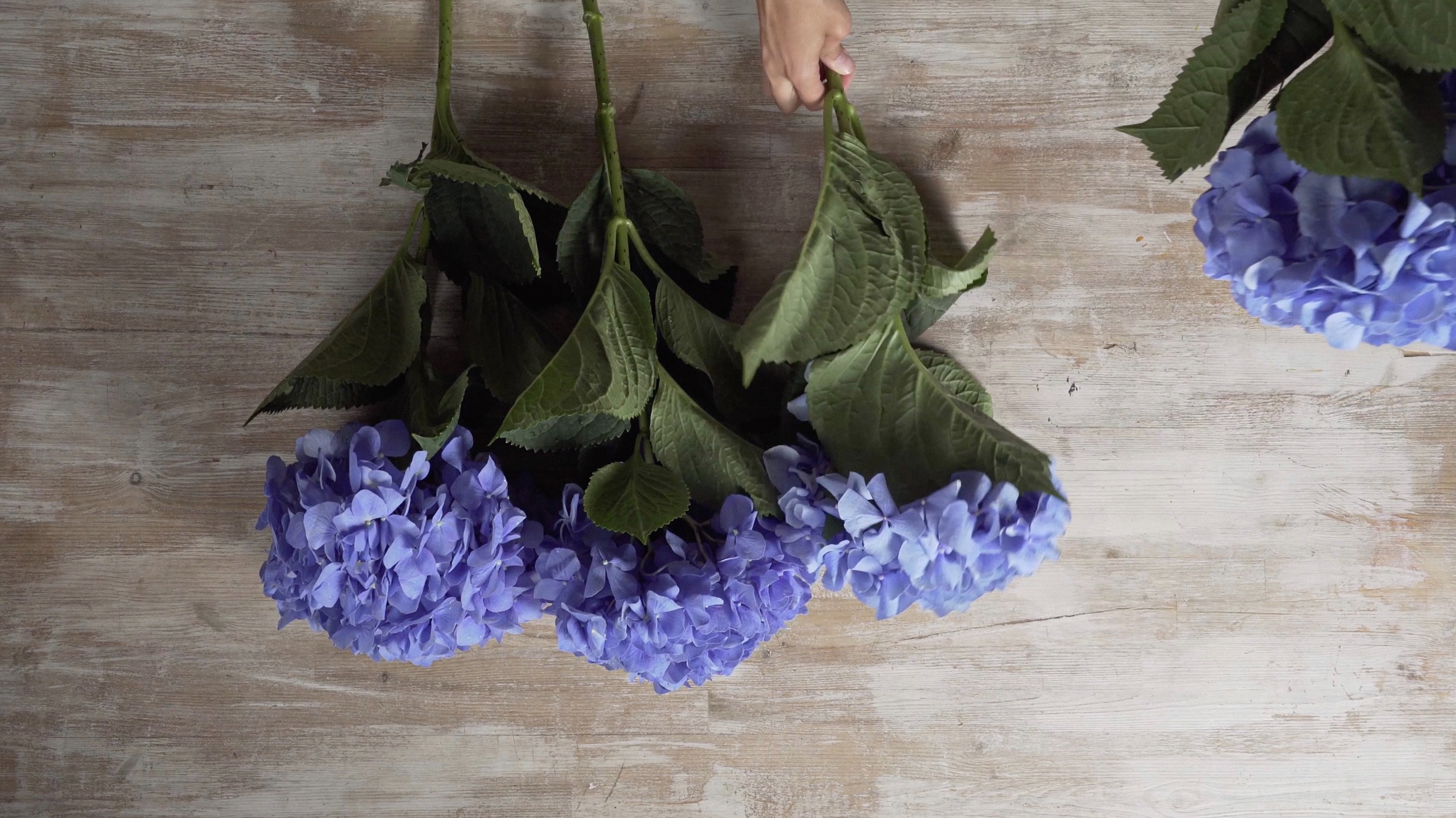 Home De Fleur смотреть онлайн