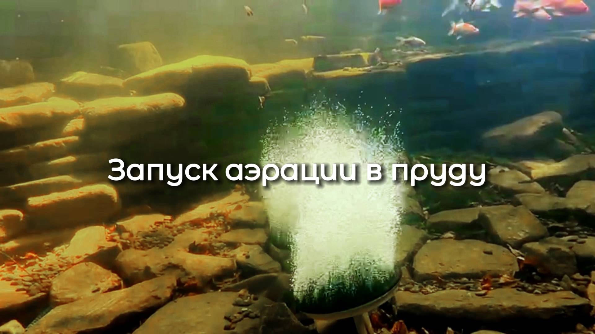 Аэрация в пруду: пузырьки и рыбы | EcoPond